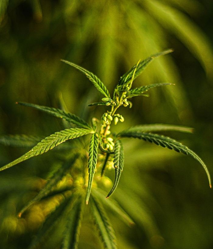 Plant de chanvre