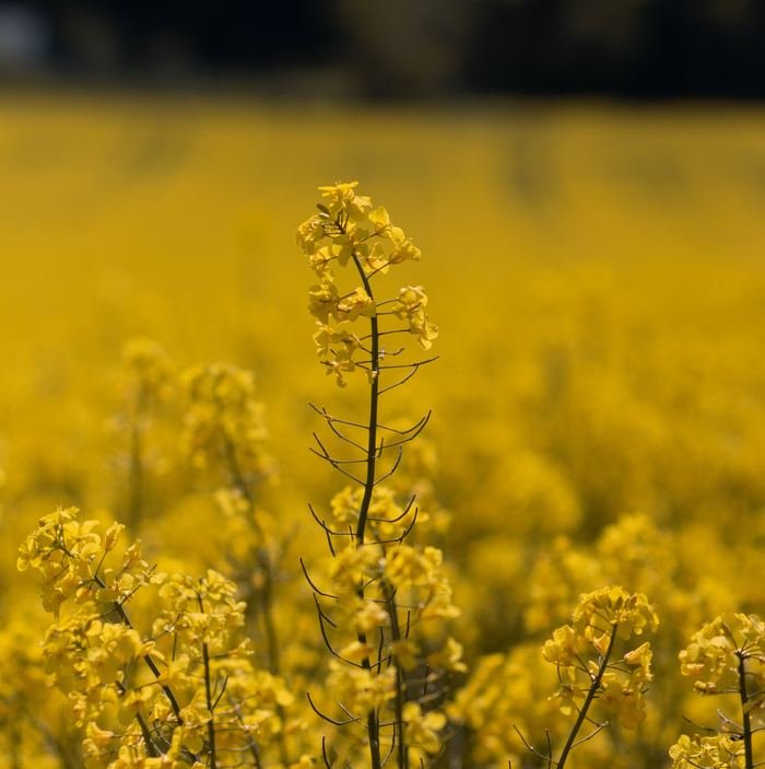 Champ de colza en fleurs